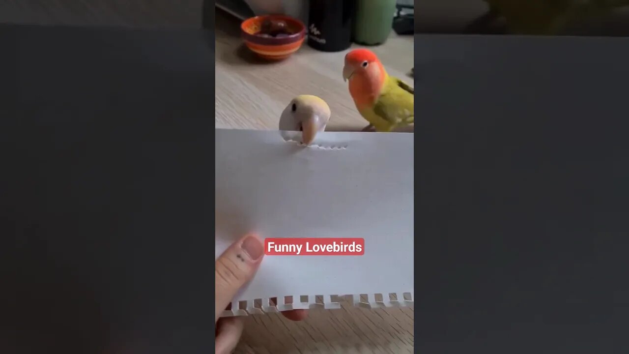 You Won't Believe What These Lovebirds Can Do! 🦜🦜 Funniest Moments Ever!