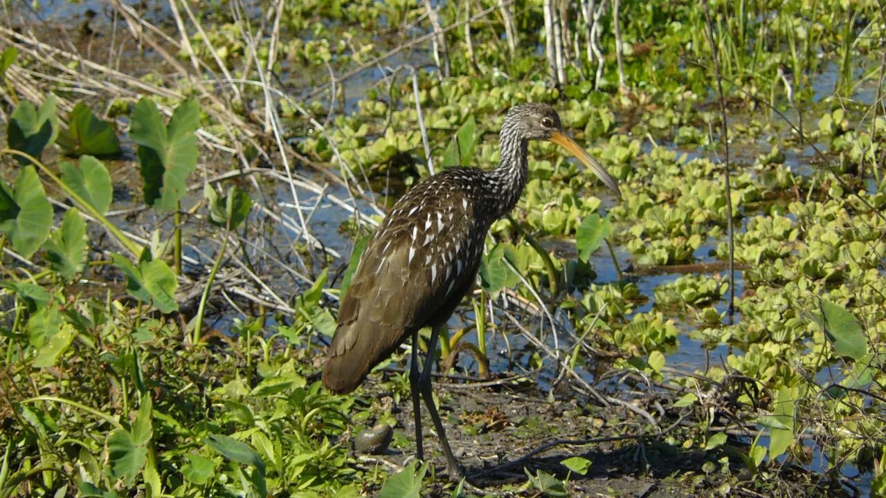 Emeralda Marsh Conservation Area 2. Slide show.