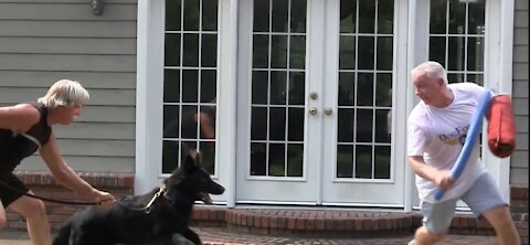 Guard Dog Training Step by Step!