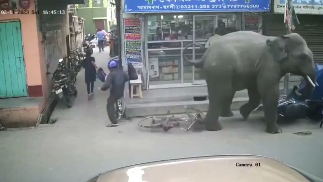 Elephant Escapes Zoo #viral Like 👍 and Subscribe