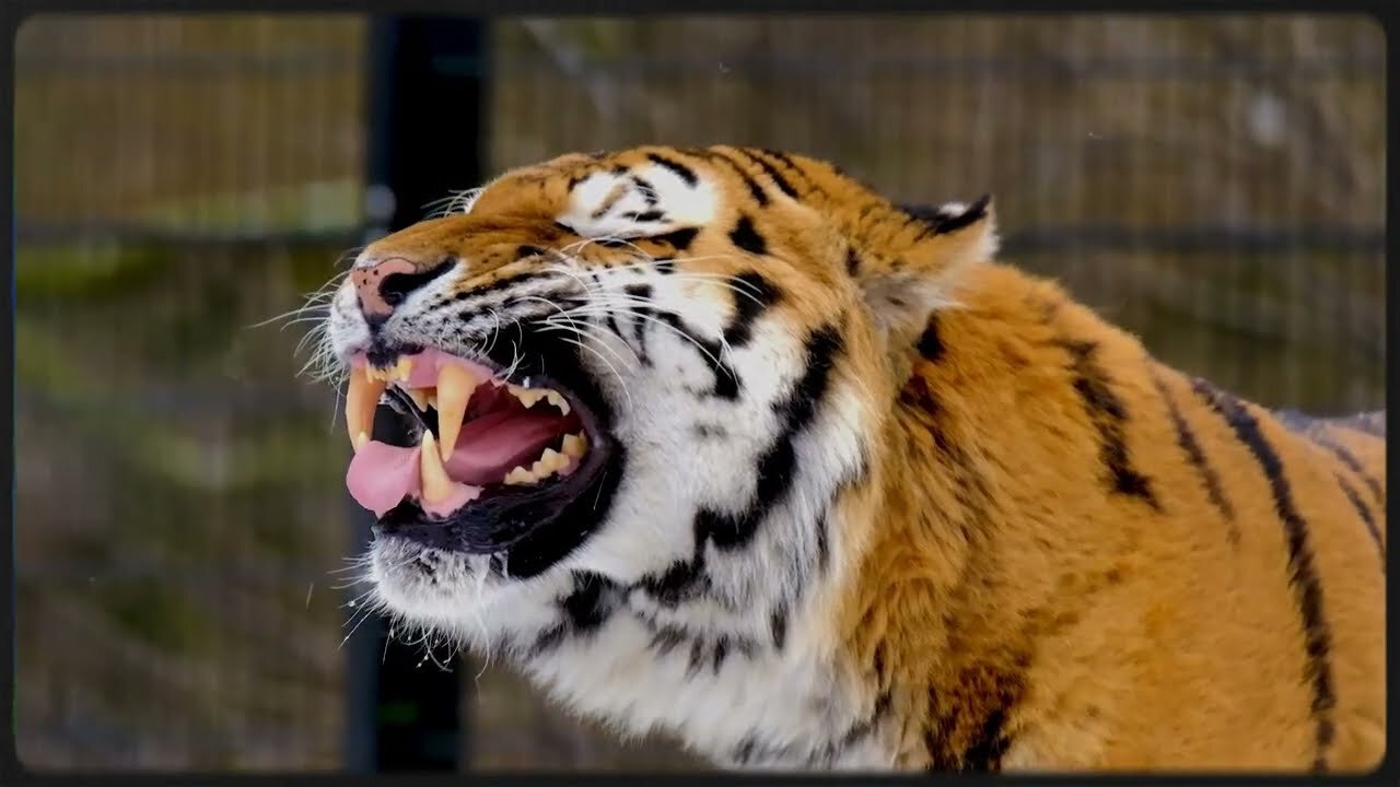 The Majestic Tiger: A Glimpse into the Life of Nature's Apex Predator