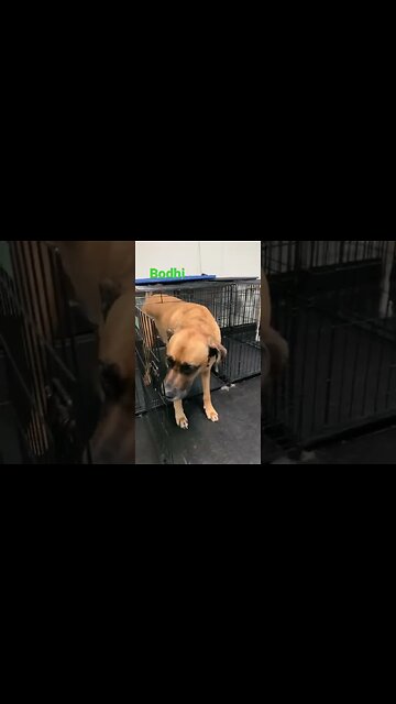 [Shorts 0078] BODHI [#dogs #doggos #doggies #puppies #dogdaycare]