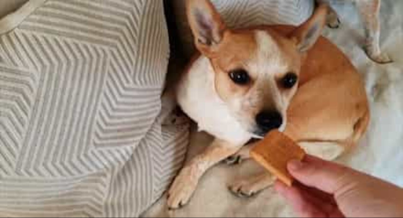 Un biscuit c'est bien, mais ce chien l'accompagne de thé!