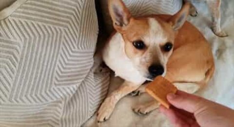 Un biscuit c'est bien, mais ce chien l'accompagne de thé!