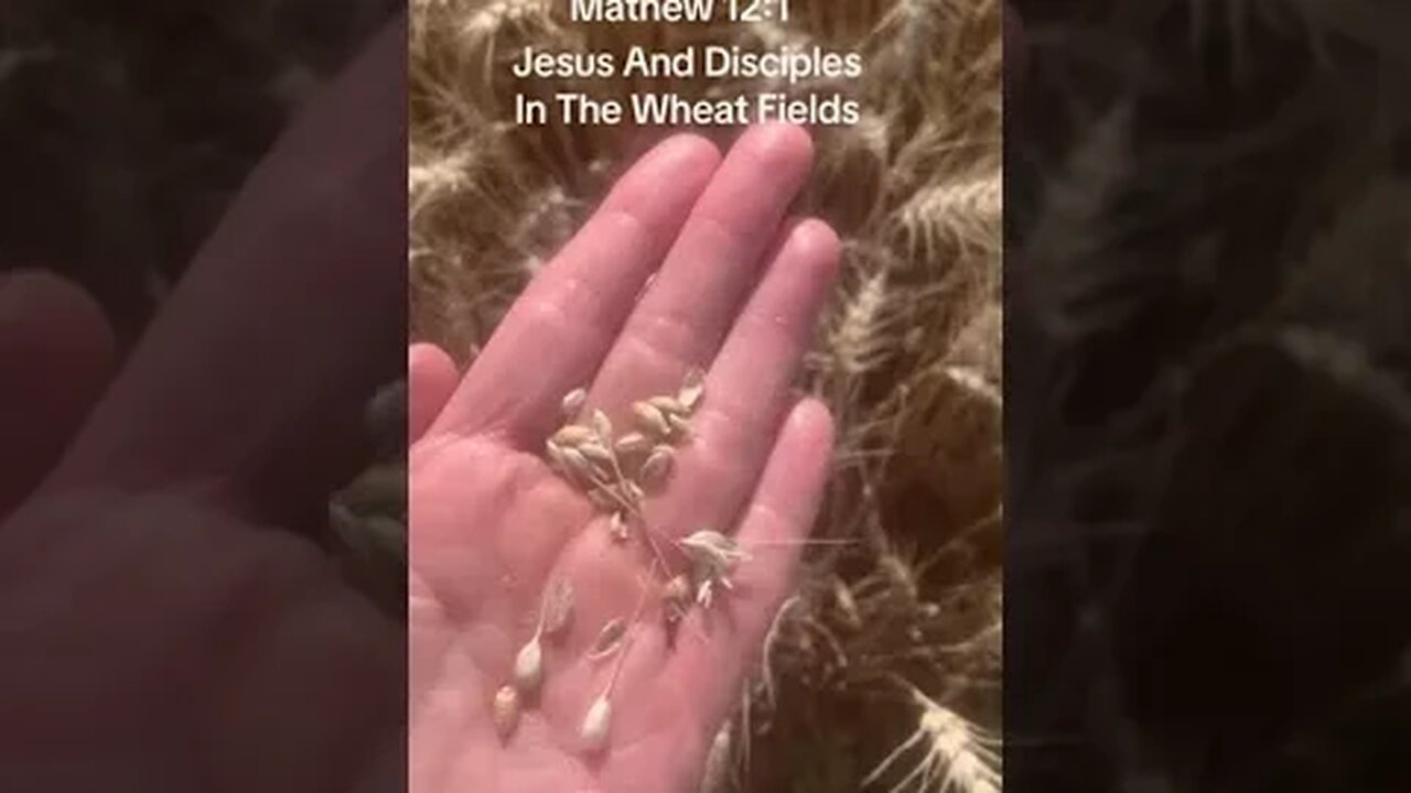 Jesus In The Wheat Fields #jesus #rapture