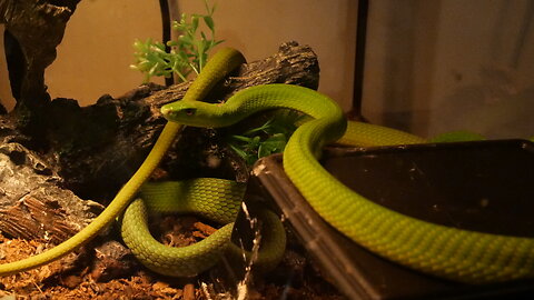 Green Mamba (Live feeding)