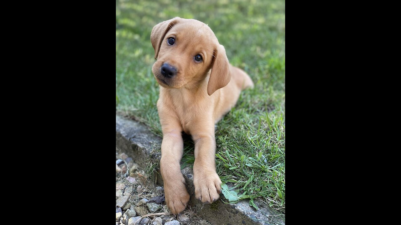 Labrador Puppy Learning and training