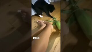 Beautiful #Cat loves 2 play w #Corn on the Cob she thinks it’s #alive & chases it #blackcat #shorts