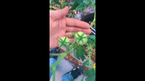 #Garden update!