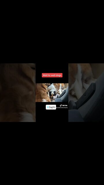 Wall To Wall Dogs. #stbernard #rvlife #rvliving #dog #dogs #dogsoftiktok