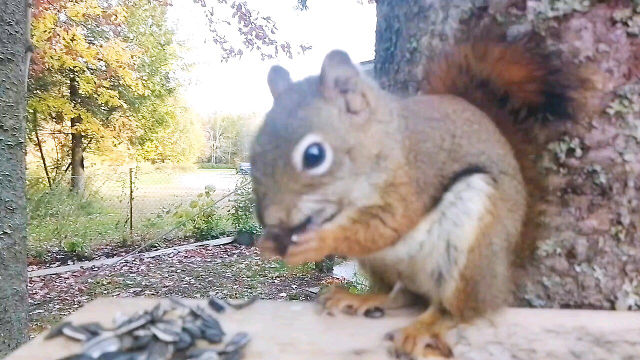 Happy Canadian Squirrel (Legacy Media)