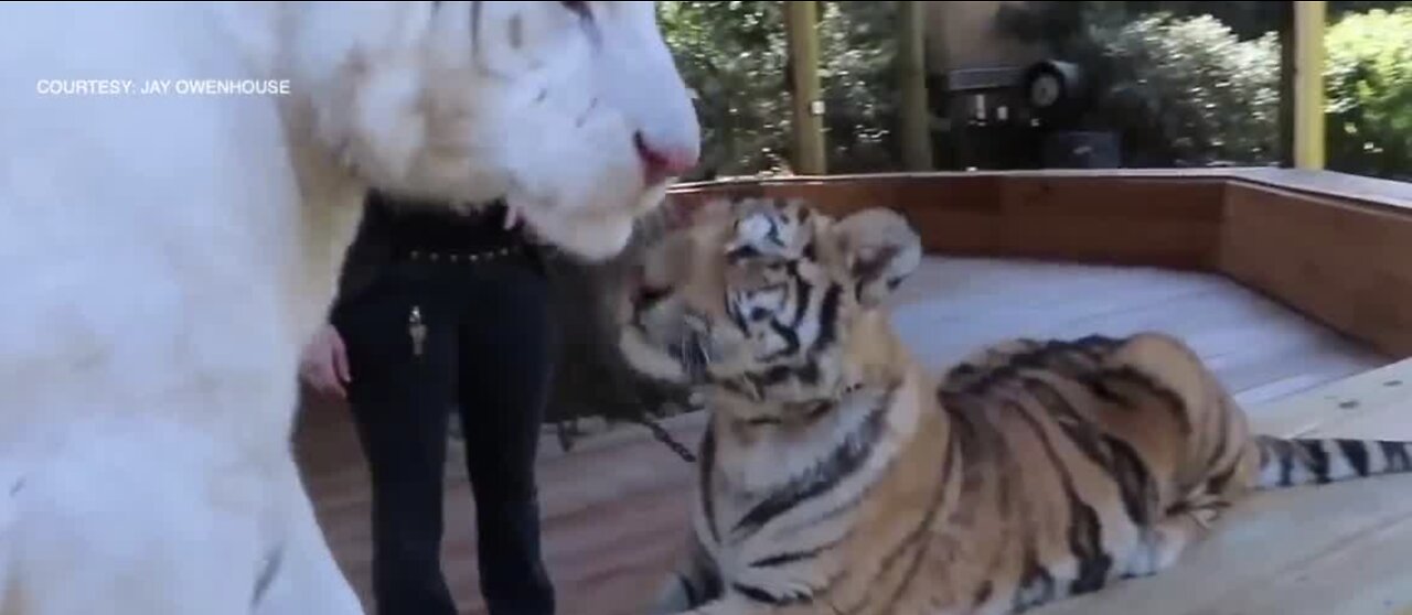 Tiger show concerns