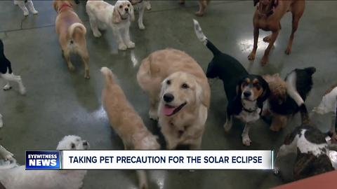 Pet Safety during Solar Eclipse