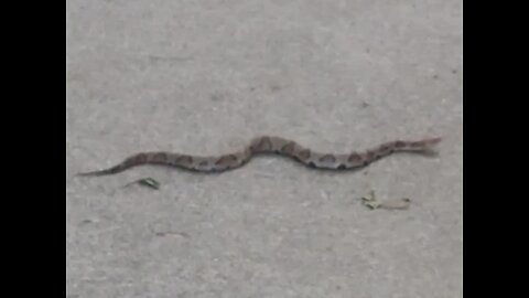 Southern Copperhead Venomous