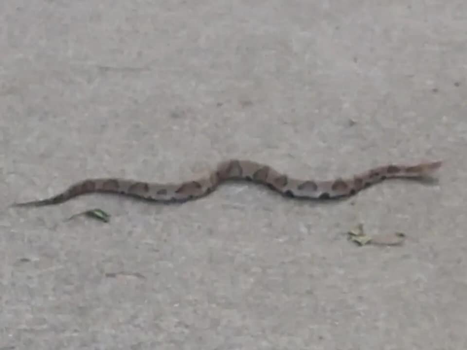 Southern Copperhead Venomous