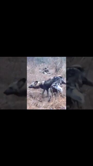 Peculiar Courtship Behaviour Of Painted Wolves #shorts
