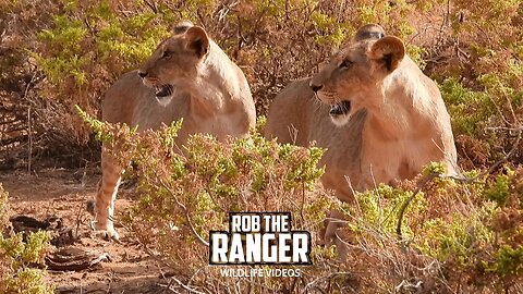 Young Lions On The Move | Samburu | Zebra Plains On Tour