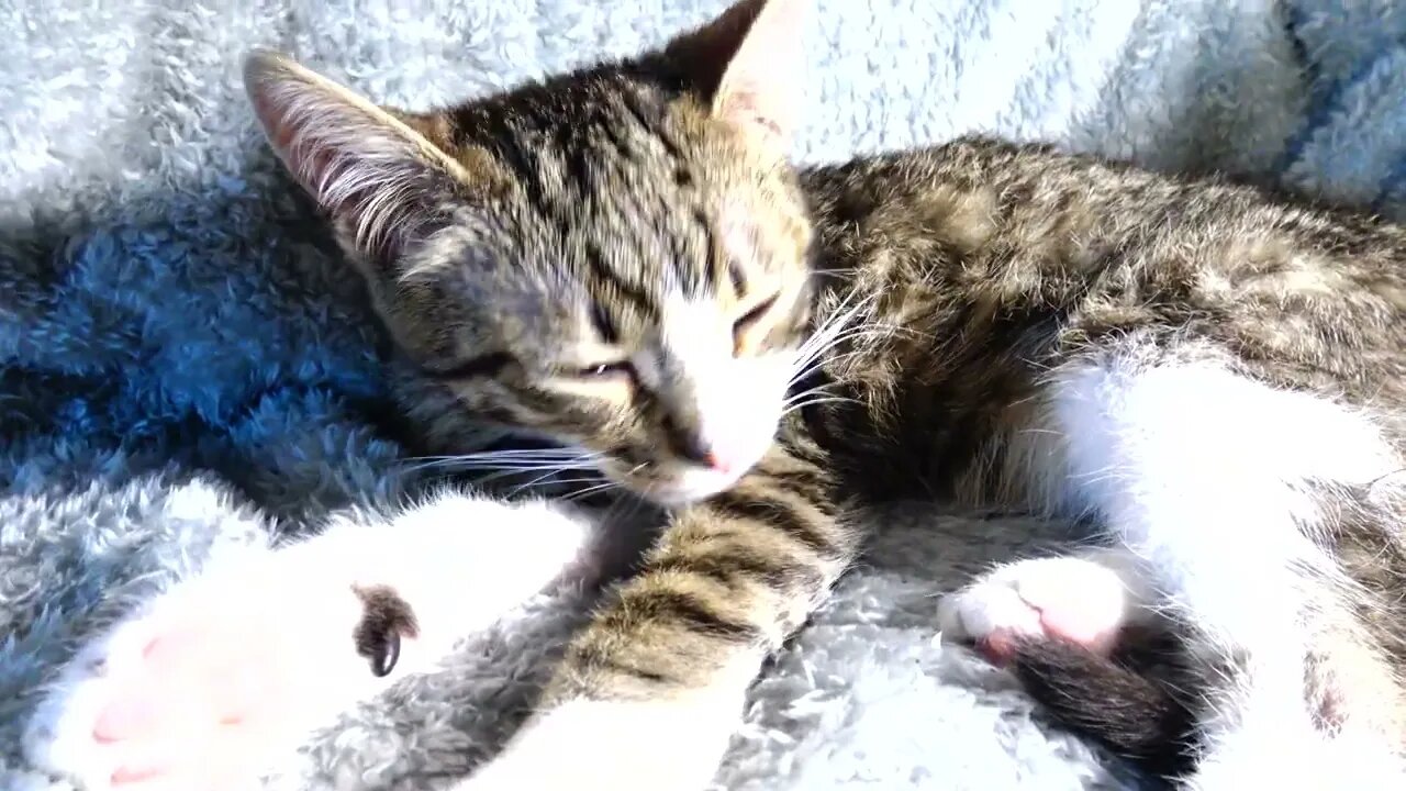 Cute Kitten Washes His Fur - Lindo gatito lava su pelaje