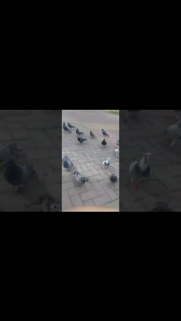 alimentando os pombos na praca pt2 #shorts