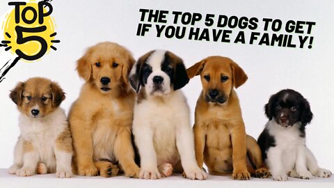 Top 5 DOGS to get if you have a FAMILY!