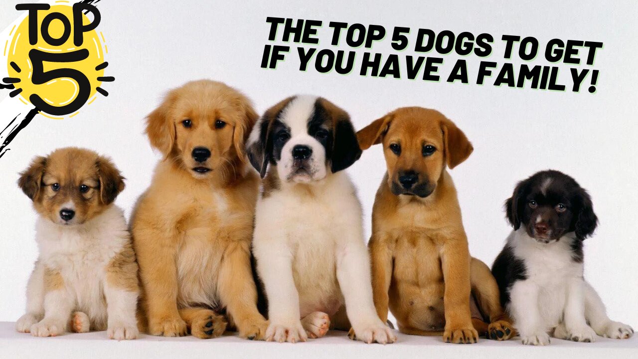 Top 5 DOGS to get if you have a FAMILY!