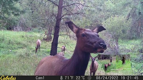 Elk Family