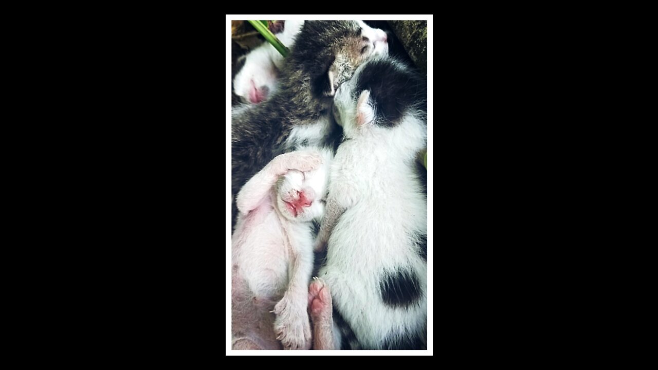 Found newborn kittens at abandoned place