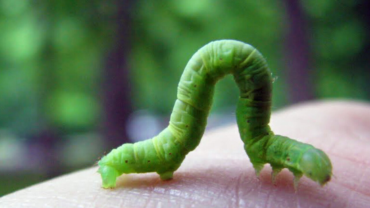 Inchworm inching his way along