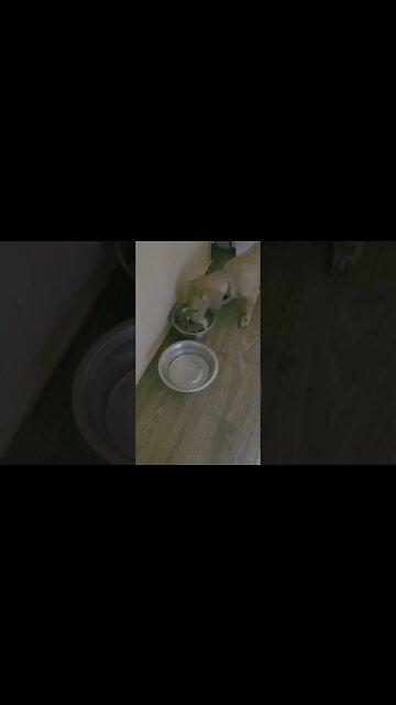 Max eats his food one piece at a time.