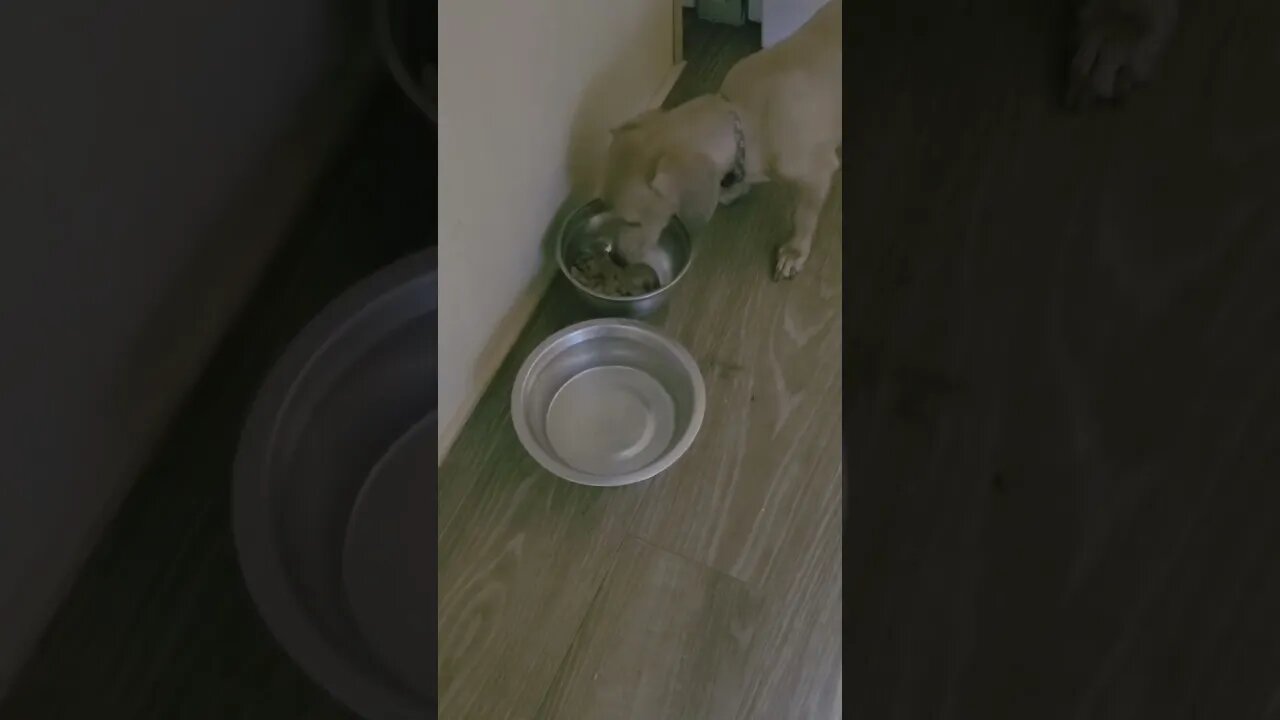 Max eats his food one piece at a time.