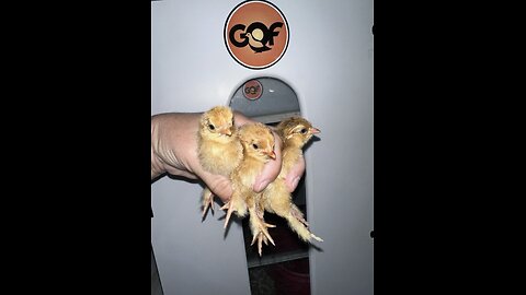Frizzle Bantam Cochins are SO TeeNY!! Chick Delivery Day📦Going to their new Farm⚡️🐣 All 12 of them!