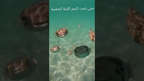 الحوت ضايخ