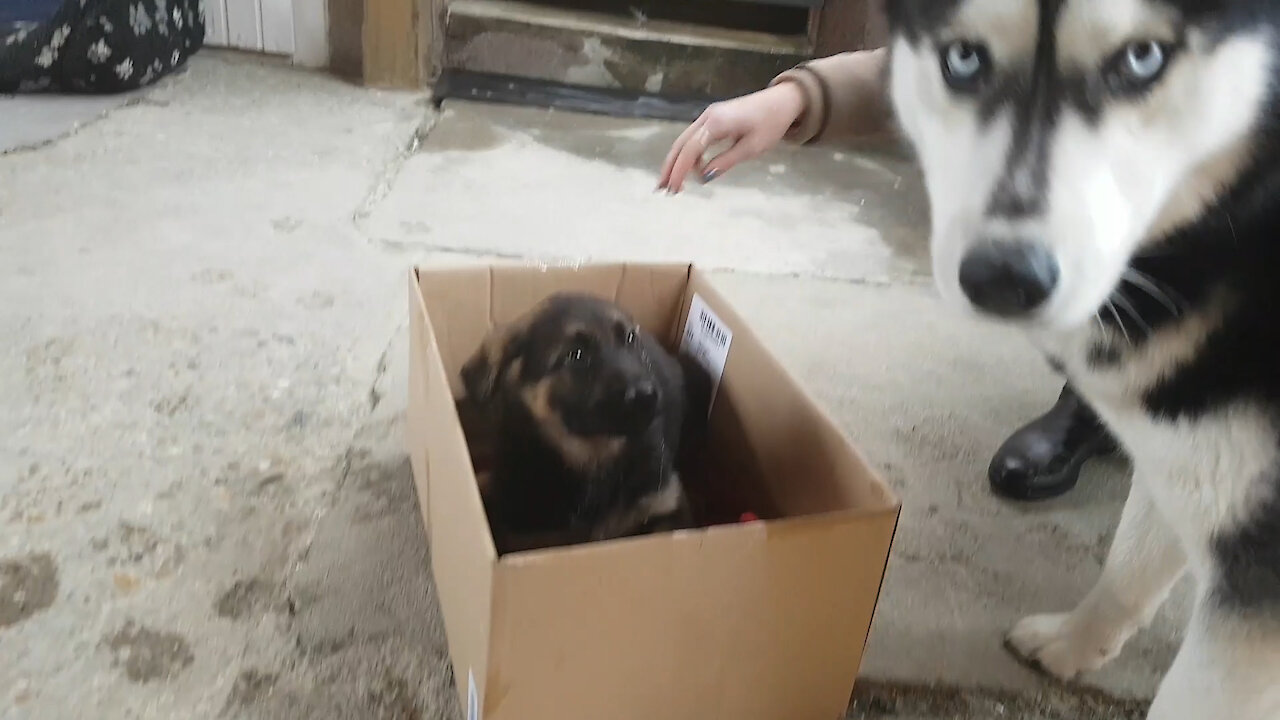 Husky totally confused by German Shepherd puppy addition