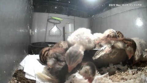 Week old guinea fowl keets sleep in feed bowl