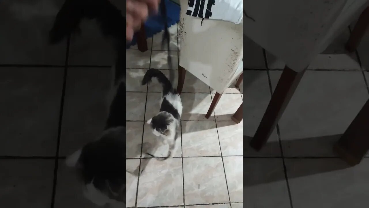 Lil-Rom e Chun Li contra corrente de Andrômeda