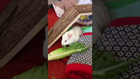 Baby Guinea pig Fiona eating lettuce 🥬