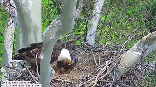 USS Bald Eagle Cam 5-10-23 @ 12:39:22. Hop cast pellet