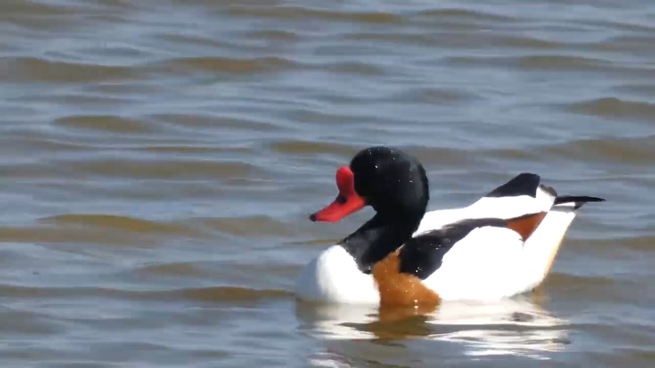 Shelducks. Tadorna tadorna. Pannel Valley Reserve Pett Level