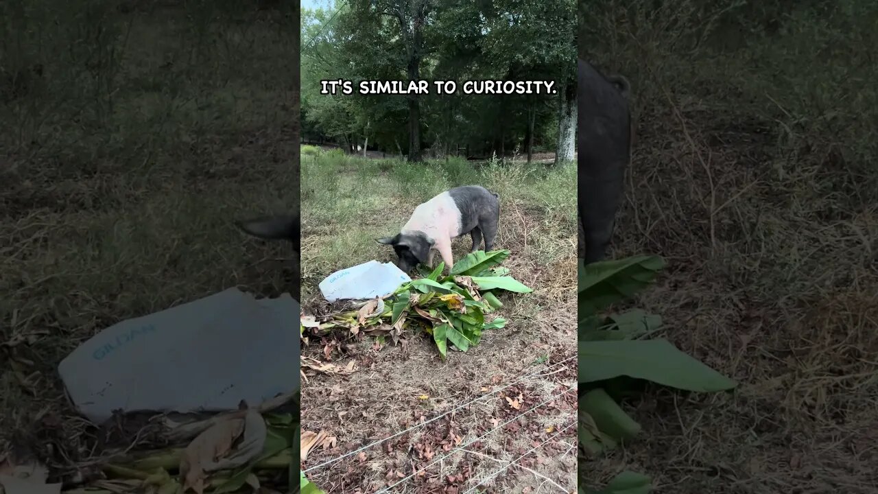 The Curiosity of Pigs #pasturedpigs #farming