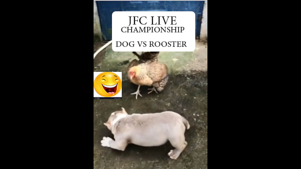 Funny Video - Dog vs Rooster championship match