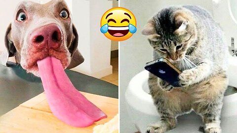 Funny Dogs And Cats Videos 2023🤣😹 Funny Animals😉 Wholesome