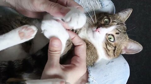 Cute Cat Says Goodbye