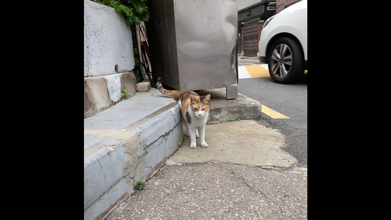 A one-eyed street cat