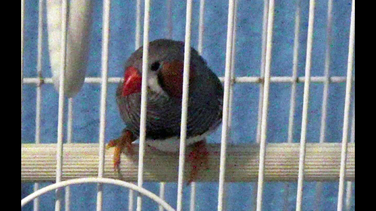 IECV PBV #113 - 👀 Jumper The Zebra Finch Sings A Little For Us 🐤11-9-2019