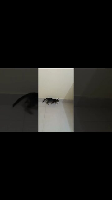 Kitty cat is searching for something