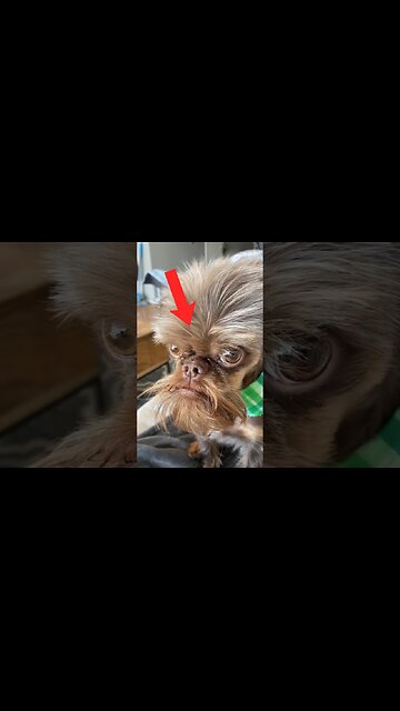 If You Laugh, You Restart! 😂 | #animals #funnyanimals