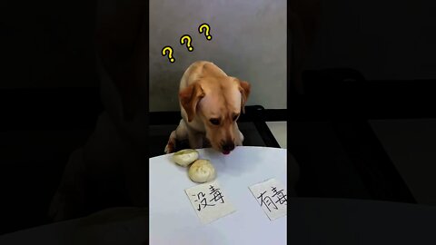 狗：還好我讀過2天的書😎＃Shorts#Dog#狗