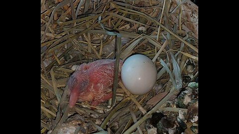 Ringneck Dove baby first day.