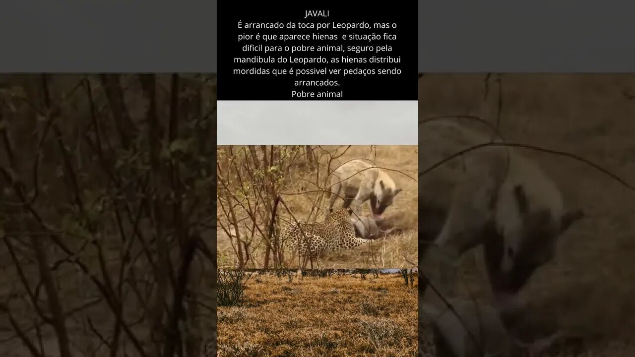 Javali sobre na mão de Leopardo e Hienas - Agonizante