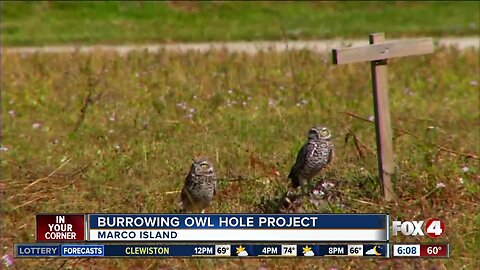 Marco Island residents could get paid to allow burrowing owls in their yard